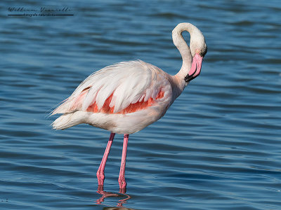 Fenicottero rosa (Phoenicopterus roseus)