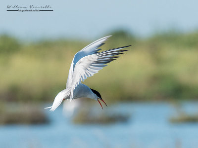 Sterna comune (Sterna hirundo)