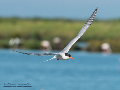 Sterna comune (Sterna hirundo)