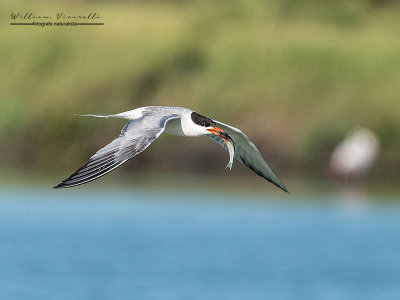 Sterna comune (Sterna hirundo)