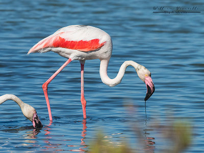 Fenicottero rosa (Phoenicopterus roseus)