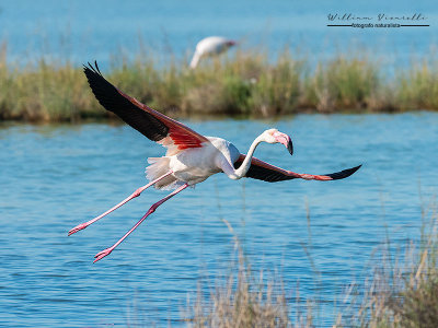 Fenicottero rosa (Phoenicopterus roseus)