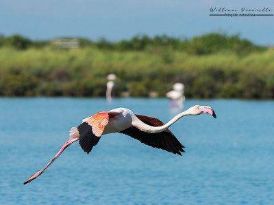 Fenicottero rosa (Phoenicopterus roseus)