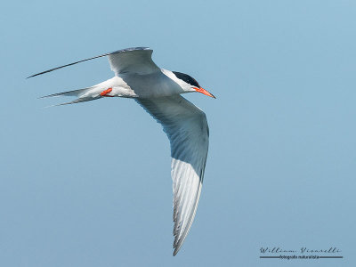 Sterna comune (Sterna hirundo)