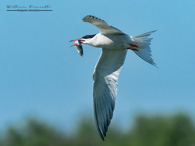 Sterna comune (Sterna hirundo)