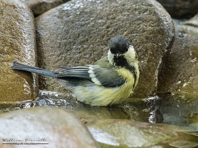 Cinciallegra (Parus major)