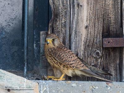 Gheppio (Falco tinnunculus)