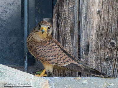 Gheppio (Falco tinnunculus)