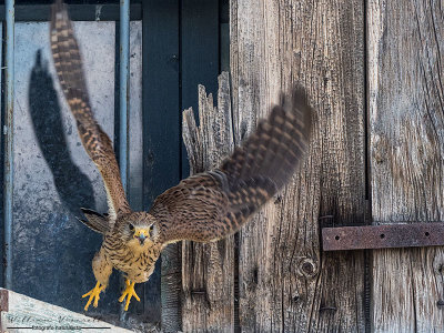 Gheppio (Falco tinnunculus)