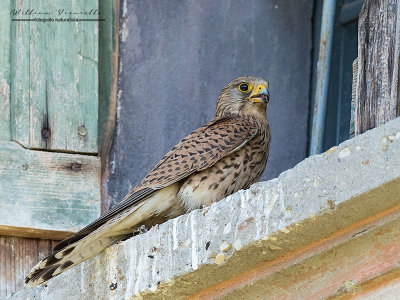 Gheppio (Falco tinnunculus)