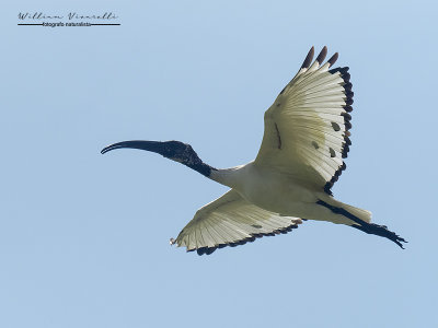 Ibis sacro (Threskiornis aethiopicus)