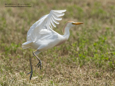 Airone guardabuoi (Bubulcus ibis)