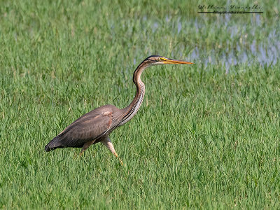 Airone rosso (Ardea purpurea)