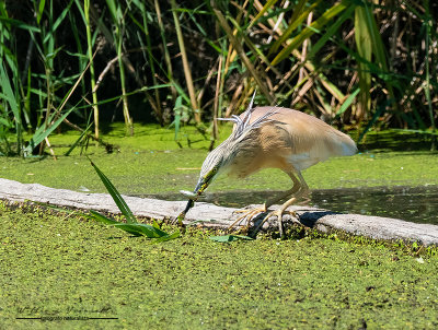 Sgarza ciuffetto (Ardeola ralloides)