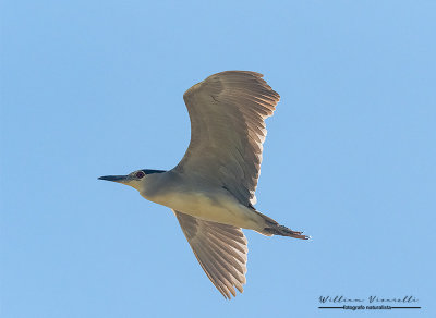 Nitticora (Nycticorax nycticorax)