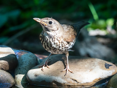 Tordo bottaccio (Turdus philomelos)