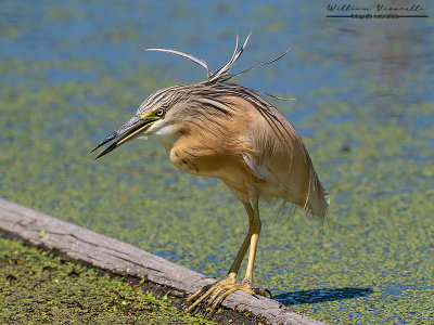 Sgarza ciuffetto (Ardeola ralloides)