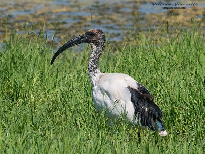 Ibis sacro (Threskiornis aethiopicus)