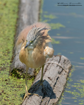 Sgarza ciuffetto (Ardeola ralloides)