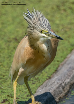 Sgarza ciuffetto (Ardeola ralloides)