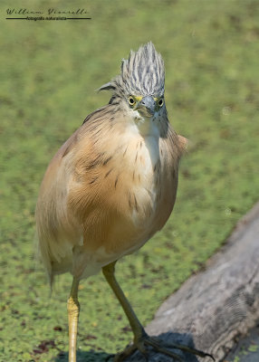 Sgarza ciuffetto (Ardeola ralloides)