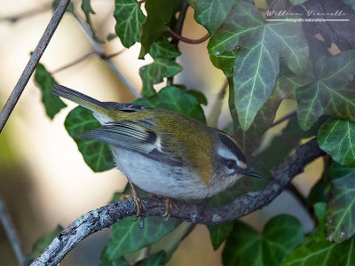 Fiorrancino ( Regulus ignicapilla)