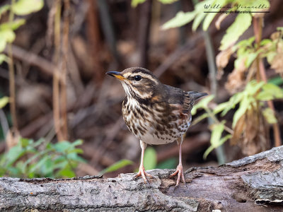 Tordo sassello (Turdus iliacus)