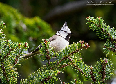 Cincia dal ciuffo (Lophophanes cristatus)