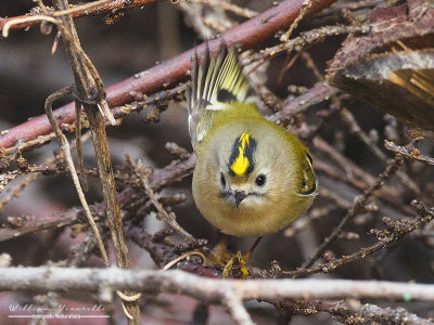 Regolo (Regulus regulus)