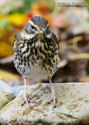 Tordo sassello (Turdus iliacus)