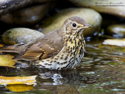 Tordo bottaccio (Turdus philomelos)