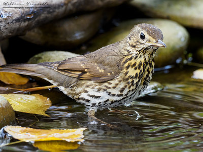 Tordo bottaccio (Turdus philomelos)