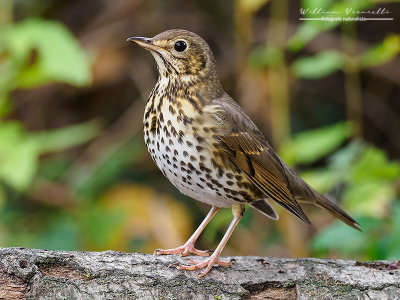 Tordo bottaccio (Turdus philomelos)