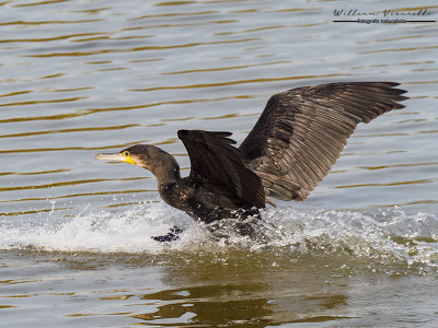 Cormorano (Phalacrocorax carbo)