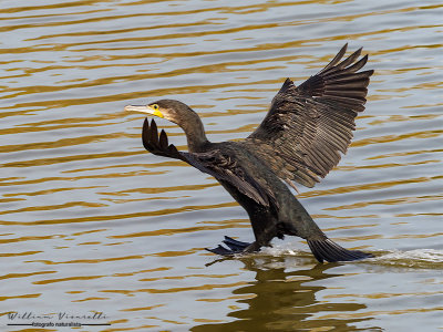 Cormorano (Phalacrocorax carbo)