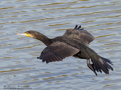 Cormorano (Phalacrocorax carbo)