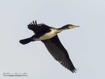 Cormorano (Phalacrocorax carbo)