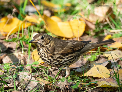 Tordo bottaccio (Turdus philomelos)