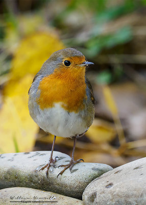 Pettirosso (Erithacus rubecula)