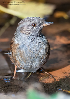 Passera scopaiola (Prunella modularis)