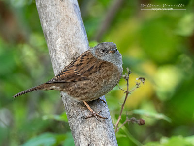 Passera scopaiola (Prunella modularis)