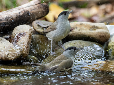 Capinera (Sylvia atricapilla)