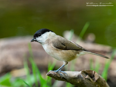 Cincia bigia (Poecile palustris)