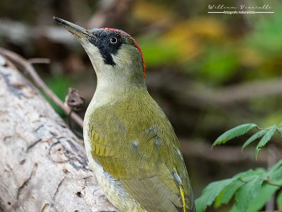 Picchio verde (Picus viridis)