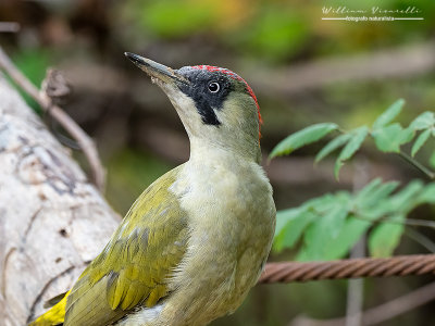 Picchio verde (Picus viridis)