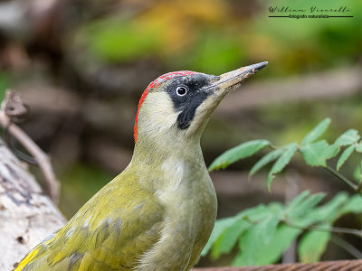 Picchio verde (Picus viridis)