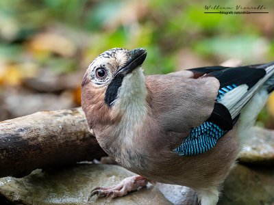 Ghiandaia (Garrulus glandarius)