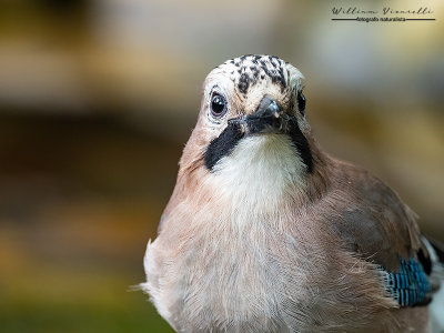 Ghiandaia (Garrulus glandarius)