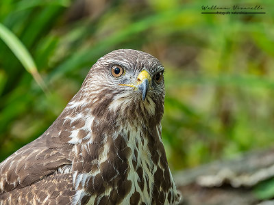 Poiana (Buteo buteo)