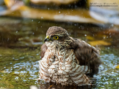 Sparviere ( Accipiter nisus )